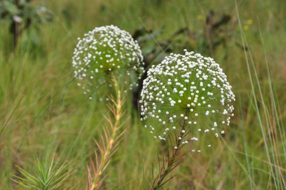 Sempre-Vivas ao lado do Rio da Prata, região de São Félix do Tocantins, no Jalapão - TO